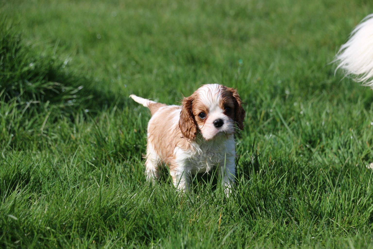 Portées Cavalier King Charles – La Légende de Chantevent